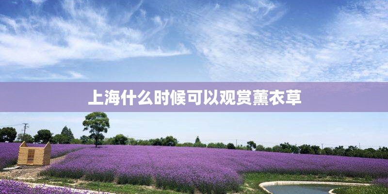 上海什么时候可以观赏薰衣草