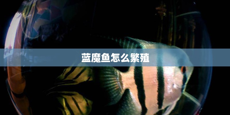蓝魔鱼怎么繁殖